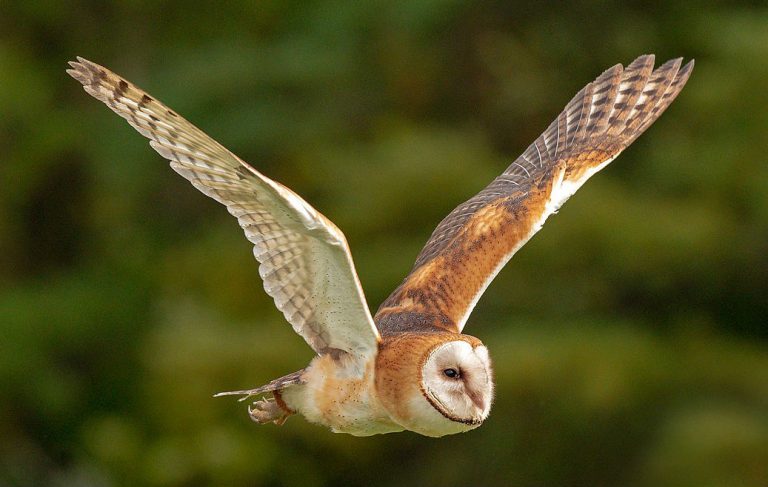 Barn Owl Facts & Information - Big Farmland Bird Count