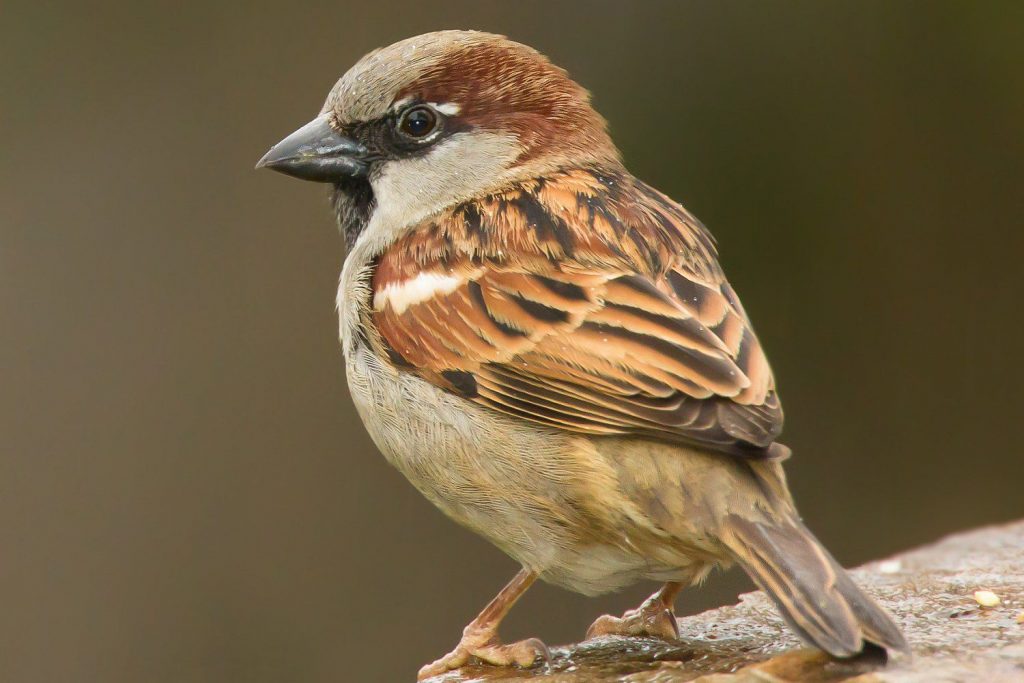 house-sparrow-facts-information-gwct-big-farmland-bird-count