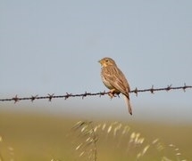 Thumbnail for the post titled: Big Farmland Bird Count 2024 Results