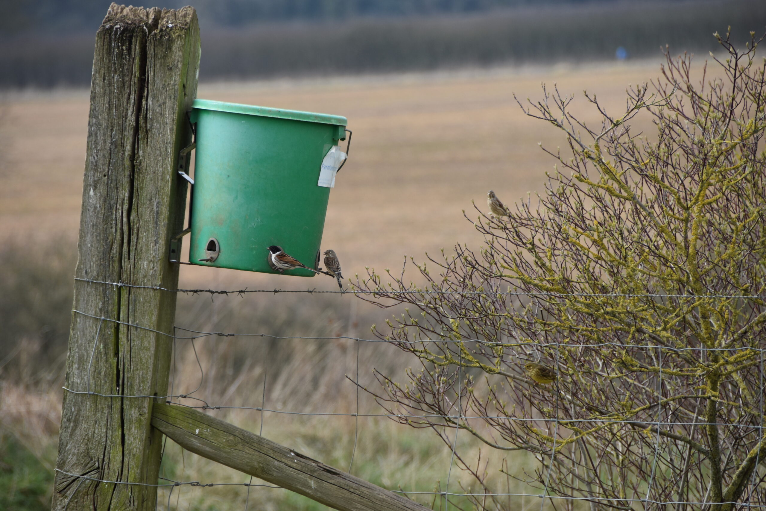 Thumbnail for the post titled: Get a buzz – count your farmland birds